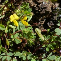 Smithia sensitiva Aiton